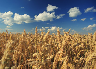 Wheat field against a blue sky