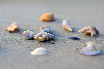 Shells on the beach