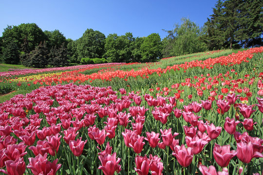 Beautiful tulips flowers field in summer day