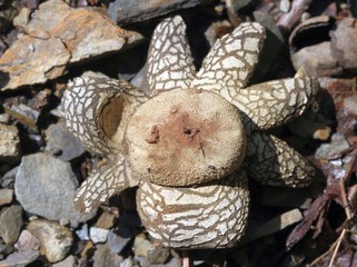 Gemeiner Wetterstern (Astraeus hygrometricus)