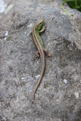 Zauneidechse auf Stein