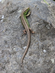 Zauneidechse auf Stein