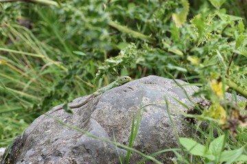 Zauneidechse auf Stein