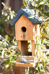 Cute bird house in garden