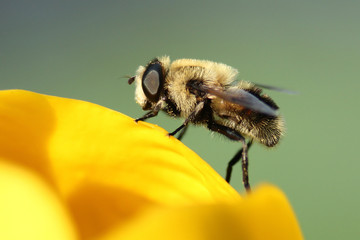 Bee on the Flower of a Yellow Pond Lily