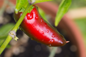 Chili Jalapeño nass