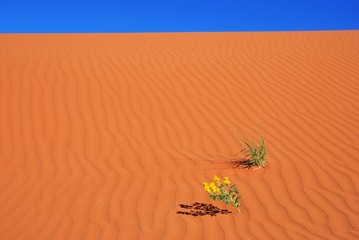 Gelbe Blume auf roter Düne