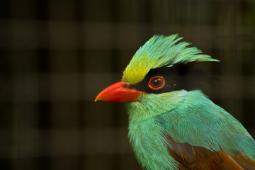 Green magpie in a cage at the zoo