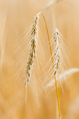 Pojedyńcze kłosy żyta z ziarnem, z dołu, w pionie © Ruszkiewicz