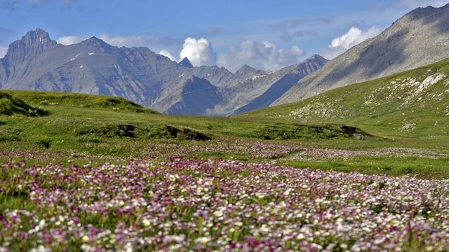 flowering meadow in the alps