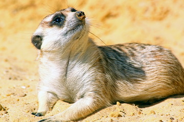 A meerkat looking around