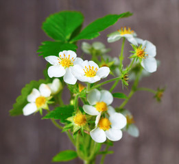 Wild strawberry flowers