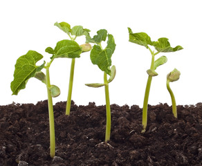 Group of plants