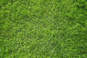 Fototapeta premium grass