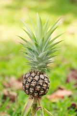 Little pineapple in the farm