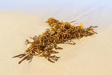 seaweed at the beach in the morning
