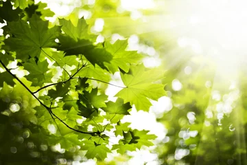 Feuilles