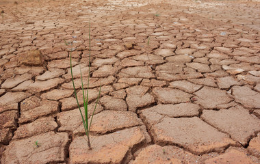 Grass grows from dry soil