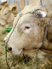 tête de taureau