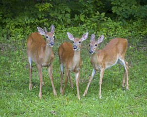Obraz premium Whitetail trio