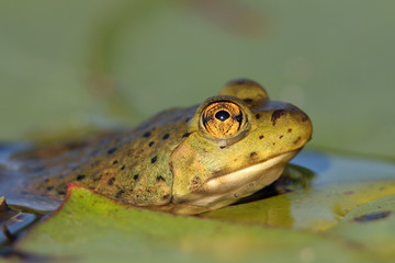 American Bullfrog (Lithobates catesbeianus) - Ontario, Canada