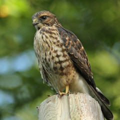 Immature Merlin Perched on a Utility Pole