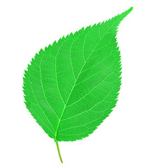 green leaf on white background