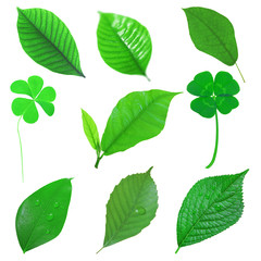 green grass on white isolated background