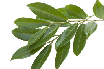 Cherry laurel