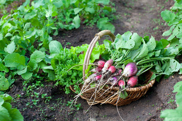 basket with radishes and other vegetables