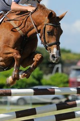 cheval sautant en concours
