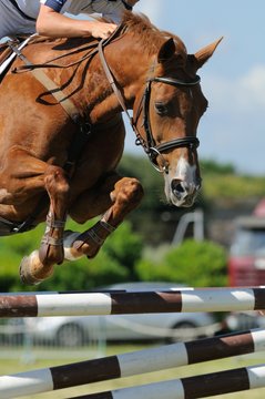 cheval sautant en concours