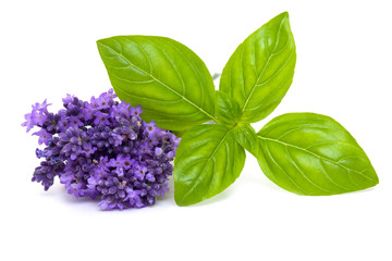 basil and lavender