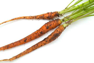 fresh carrots