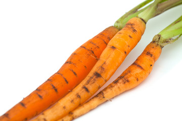 fresh carrots
