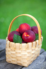 basket with nectarines
