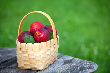 basket with nectarines