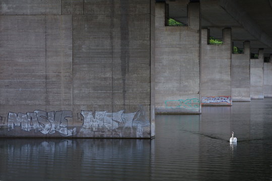 Schwan unter Autobahnbr&uuml;cke
