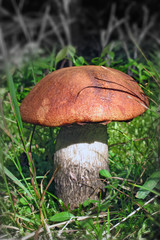 Rotkappe - red bolete - bolète orangé - Boletus aurantiacus