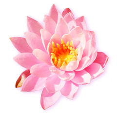 Fototapeta premium Fleur de nénuphar rose
