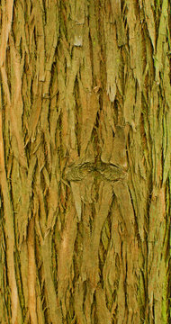Bald Cypress Texture