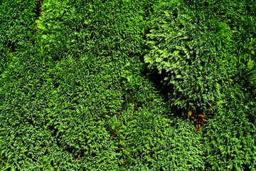 Green vibrant foliage background