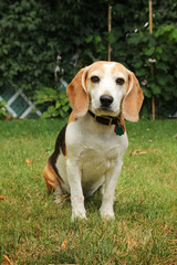Beagle