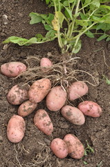 pommes de terre 'Franceline'