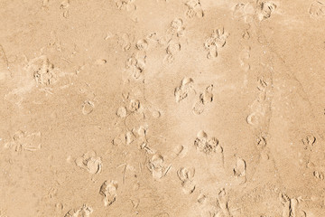 footprints of people in the fine sand of the beach