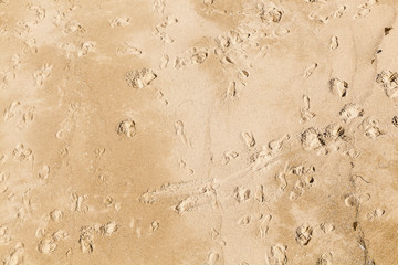 footprints of people in the fine sand of the beach