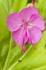 Pink flower