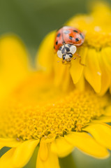 Adalia decempunctata,  ten-spotted ladybird
