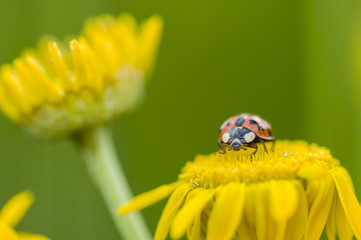 Adalia decempunctata,  ten-spotted ladybird