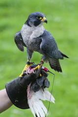 Peregrine Falcon (Falco peregrinus on training